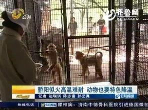 衣火难耐在线观看,在线观看，揭秘夏日穿衣挑战